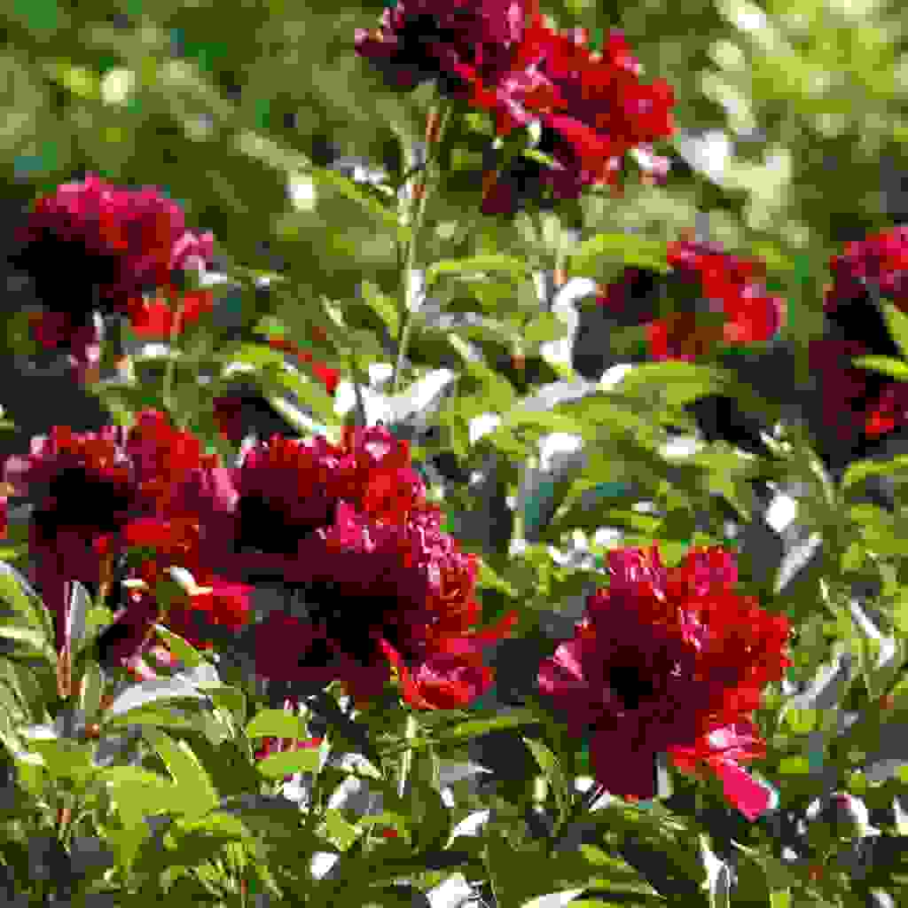 Garden & Landscape | Best Peonies